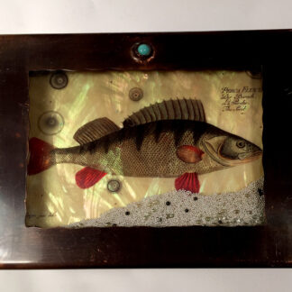 Fish Medium Box