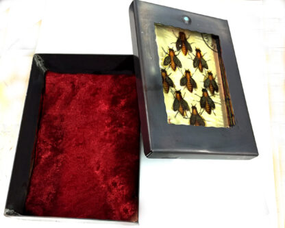 Bees Box - Image 3